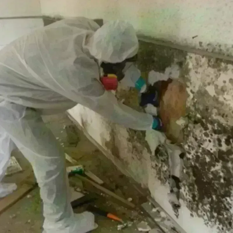 Mold Remediation and Removal in West Islip, NY